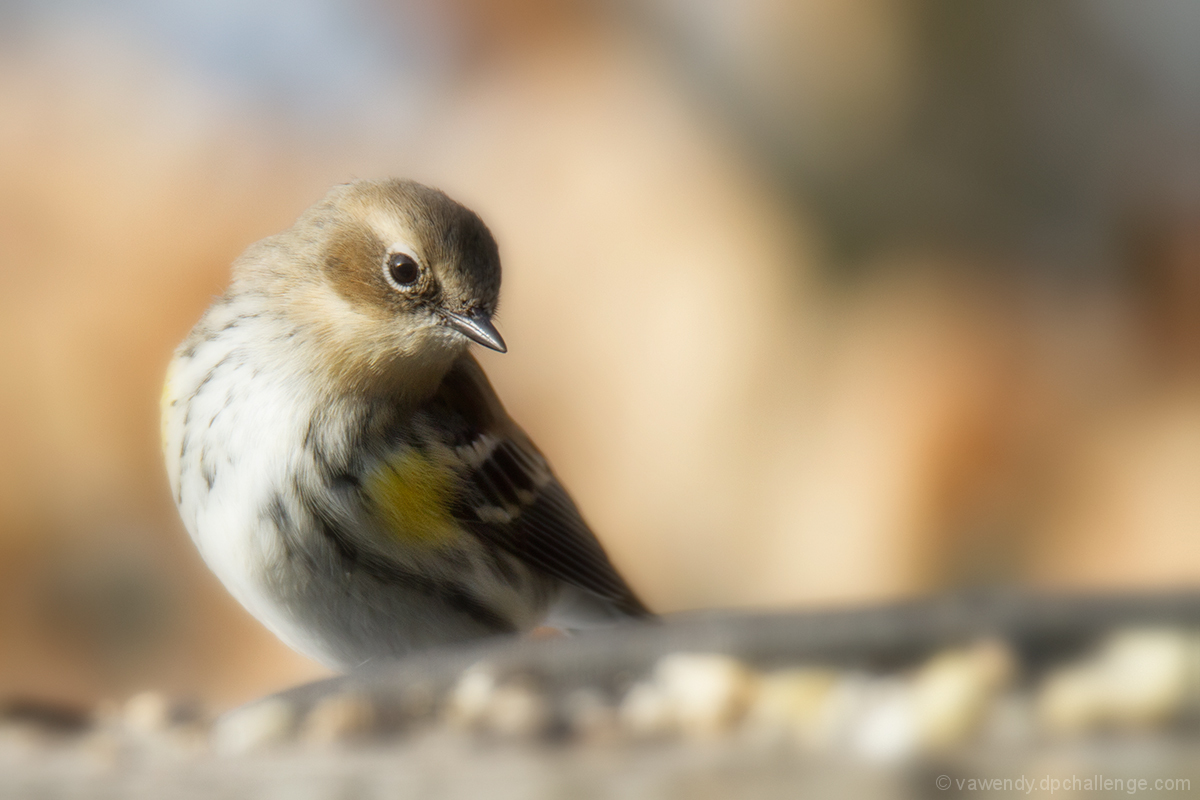 Yellow-Rumped Warbler