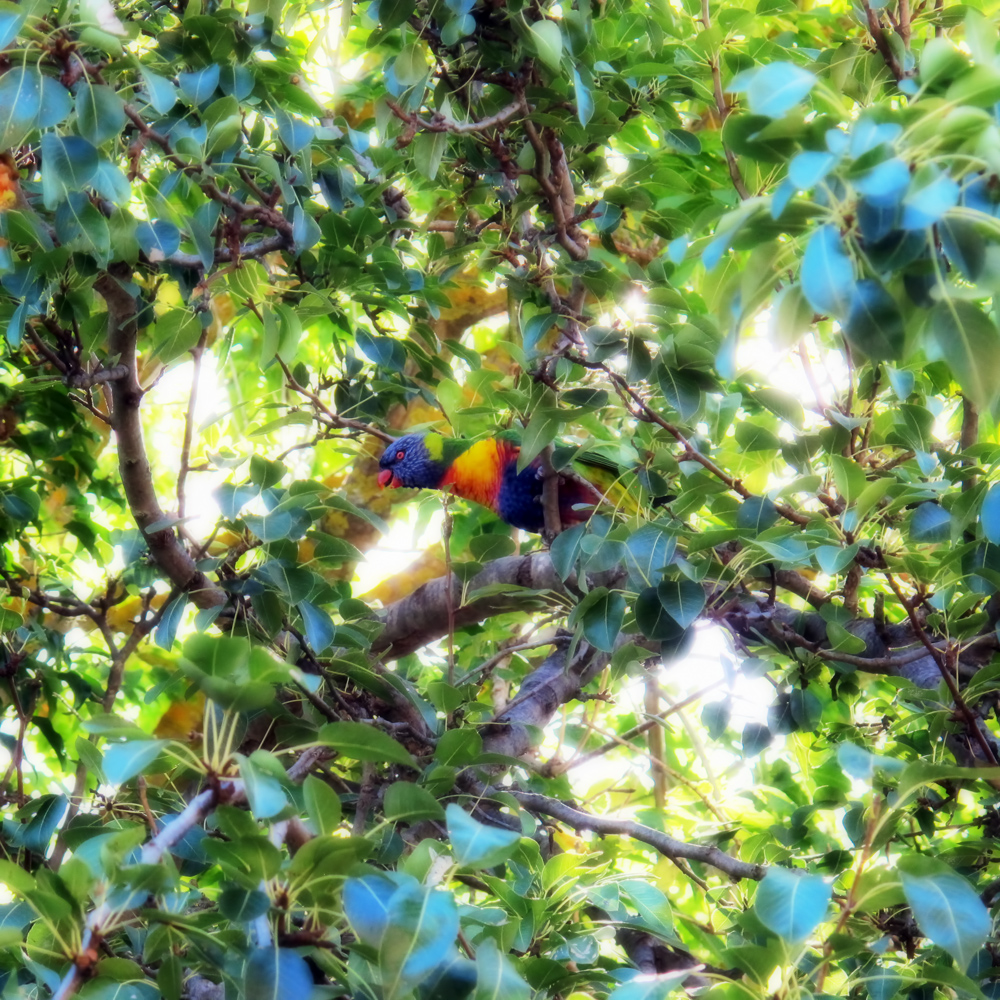 And a  Lorikeet in a Pear Tree