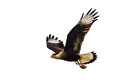 caracara in flight
