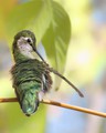 Anna's Hummingbird - I'm So Pretty