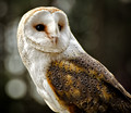 Barn Owl