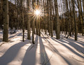 Shadows in the Snow