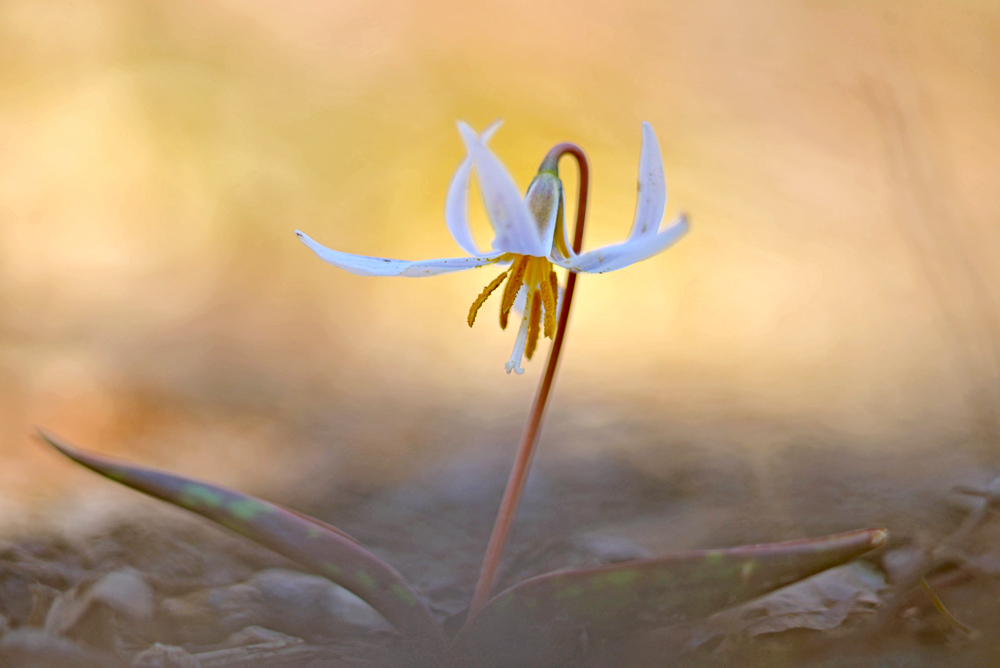 Spring Wildflower