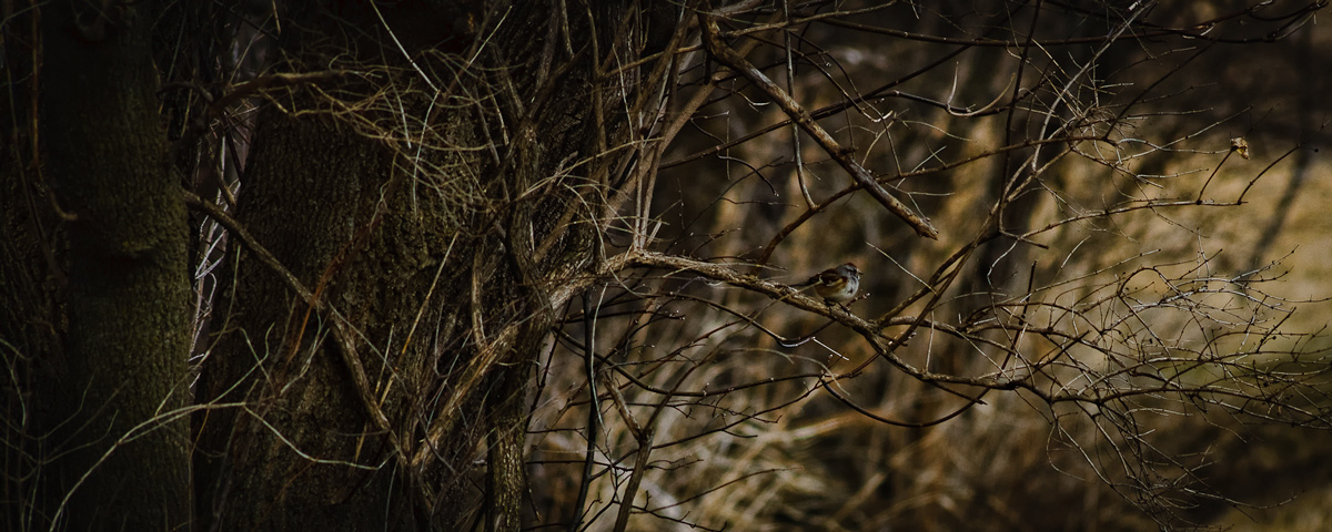 American tree sparrow (Spizella arborea)