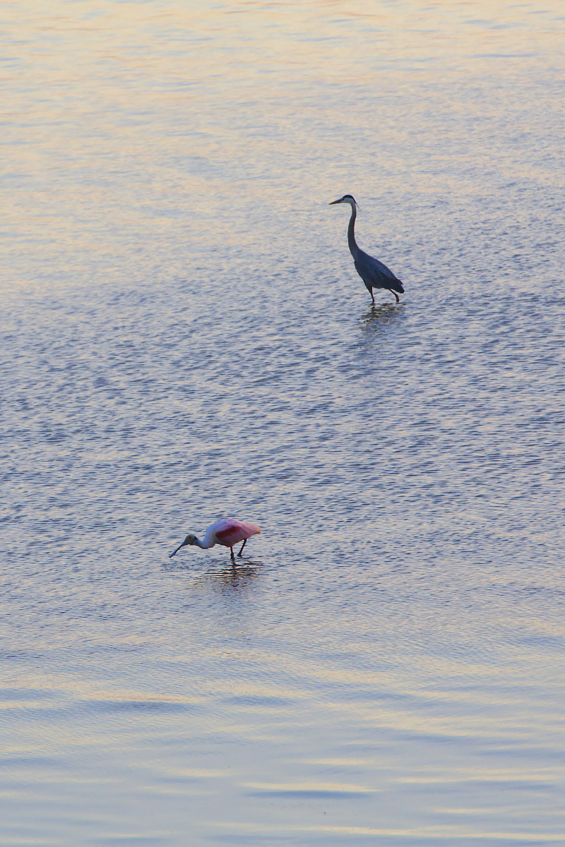 Evening Stroll