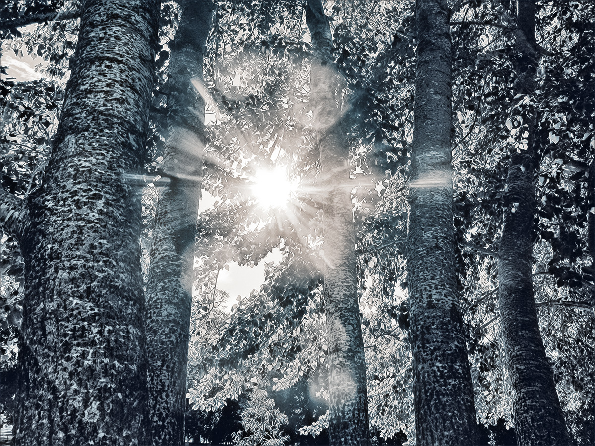 Through the Poplars