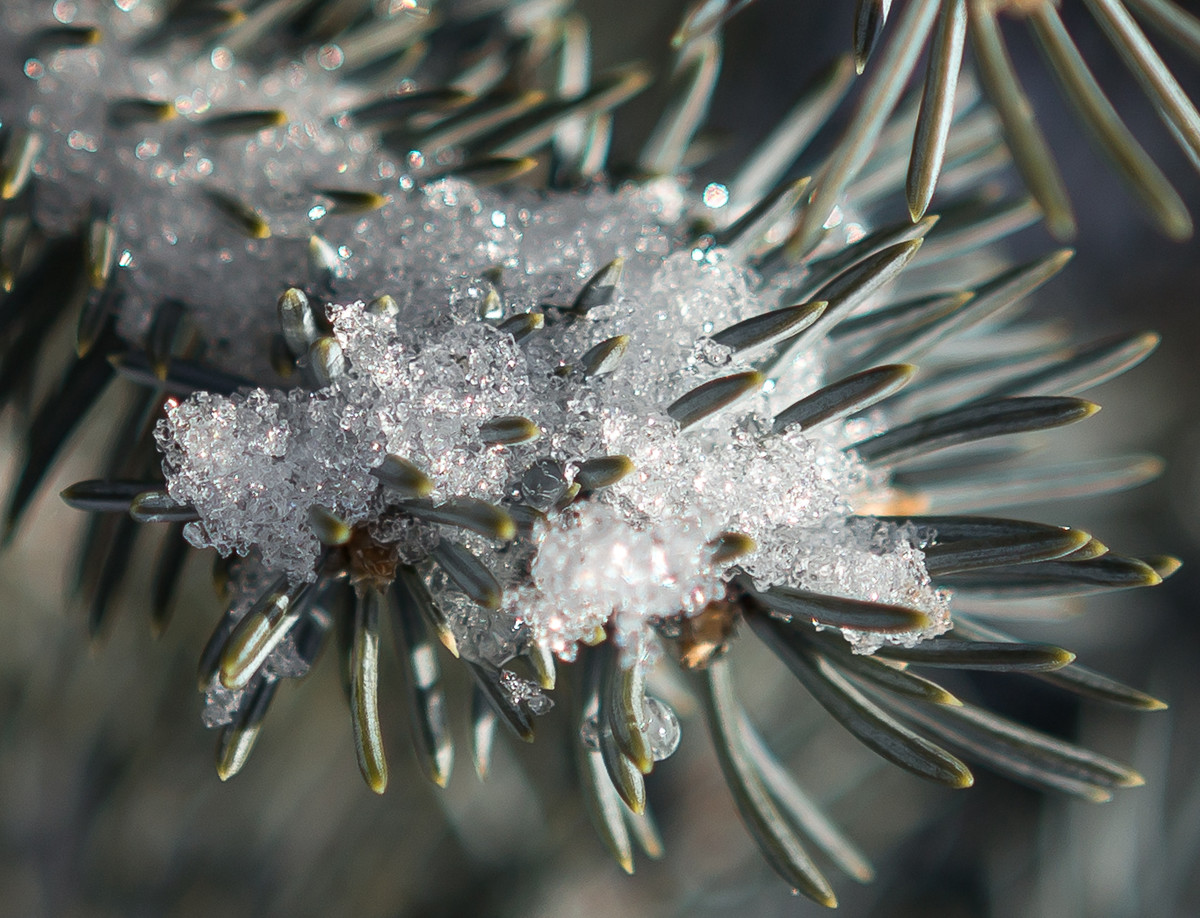 Pine Needles