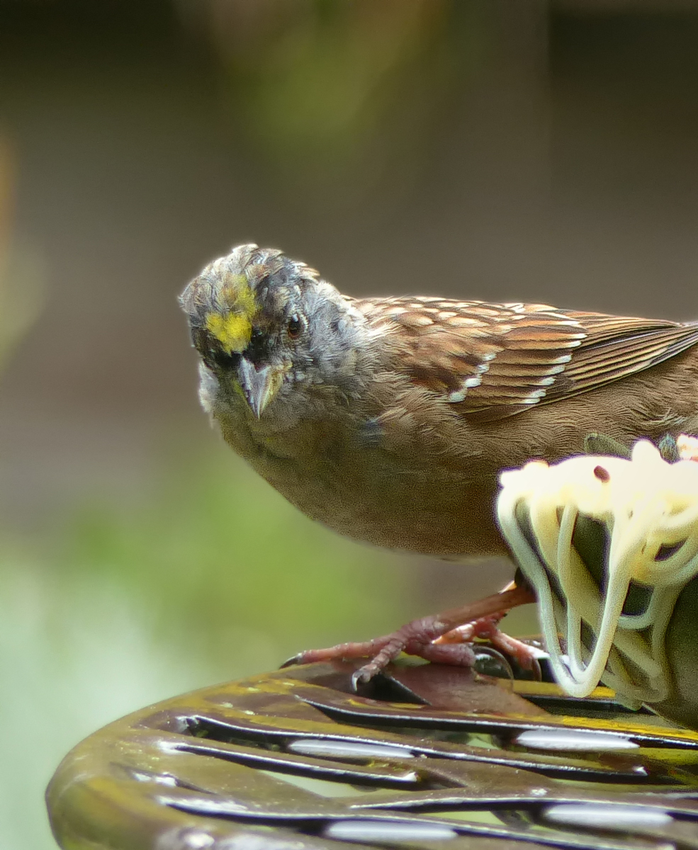 Hey!  I ordered a plate of Worms, not  Pasta!