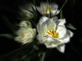 Beauty is Fleeting