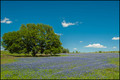 Texas Bluebonnets and Live Oak