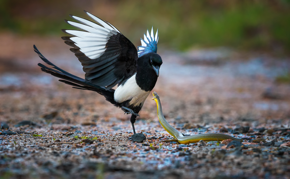 Magpie Ninja