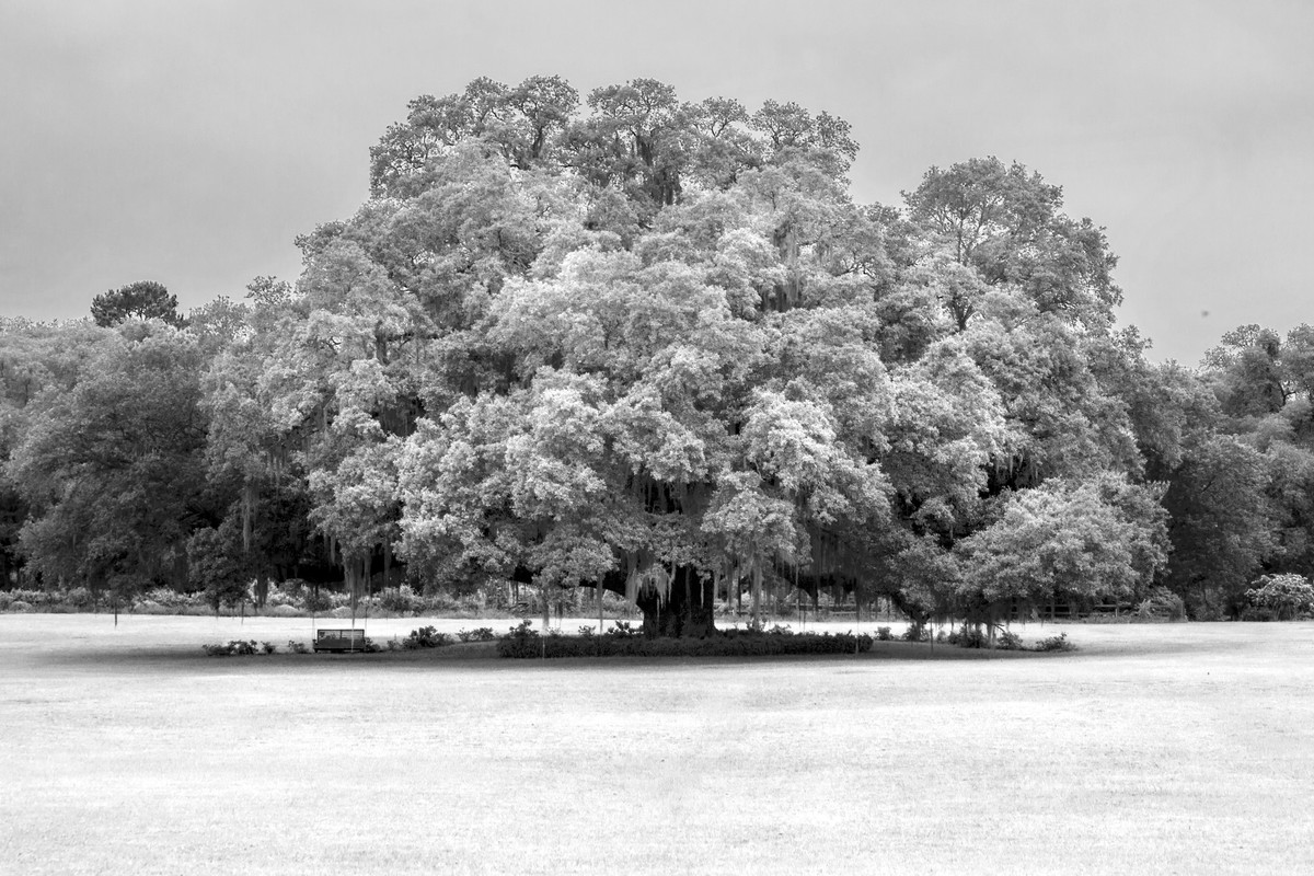 The tree of knowledge