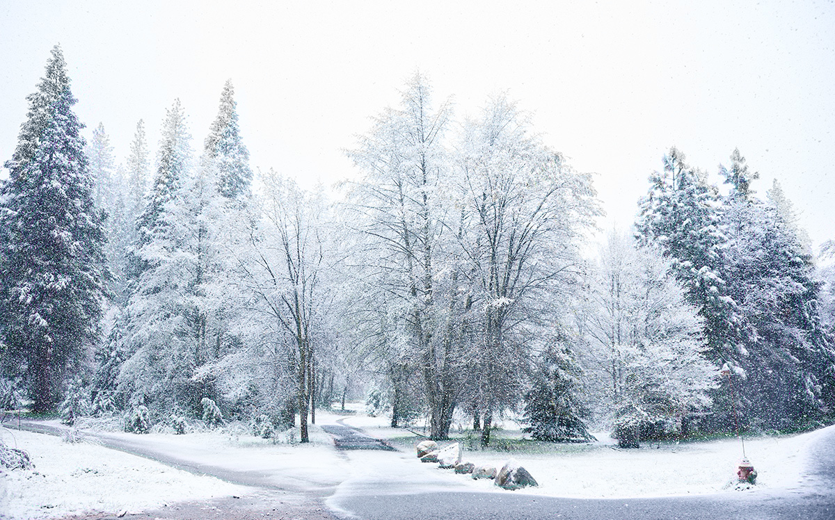 snow was falling, so much like stars filling the dark trees