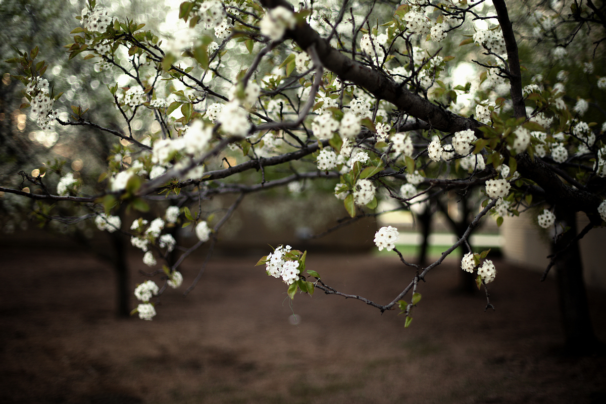 Shine On Spring