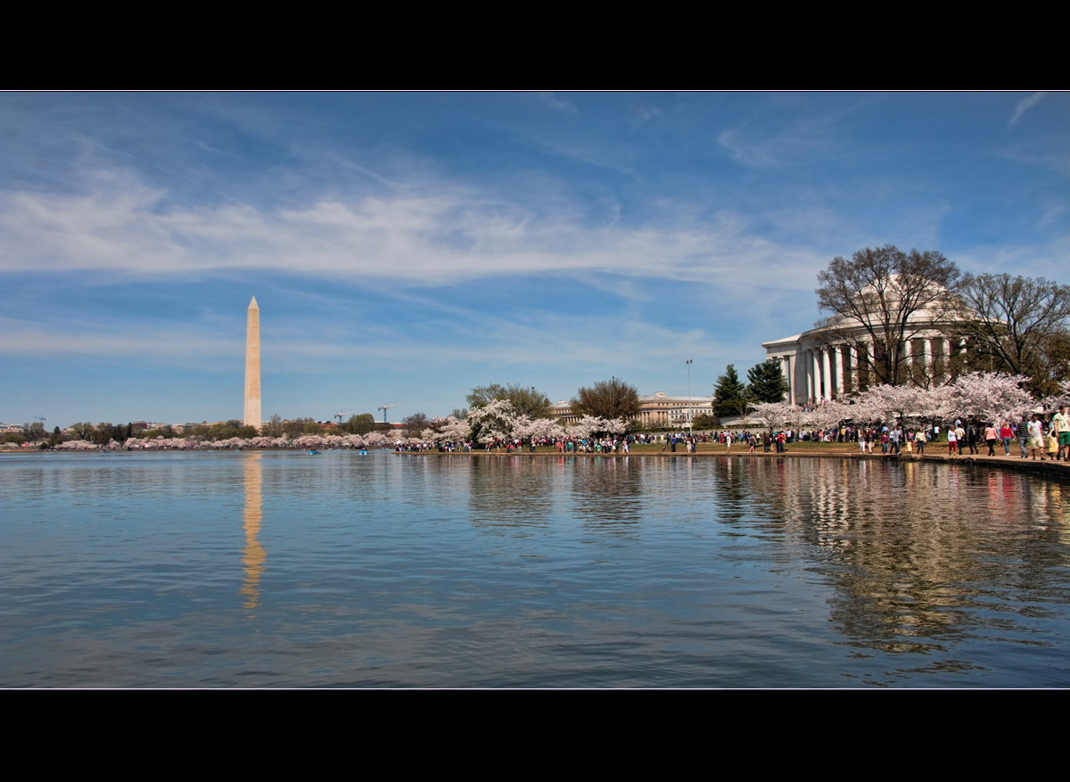 National Cherry Blossom Festival