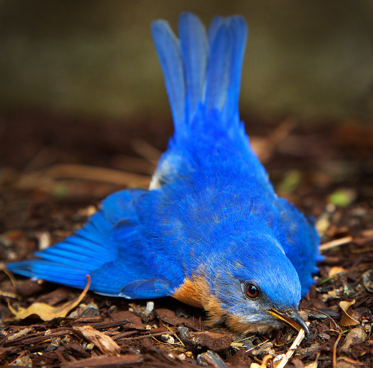 Collecting for the Nest