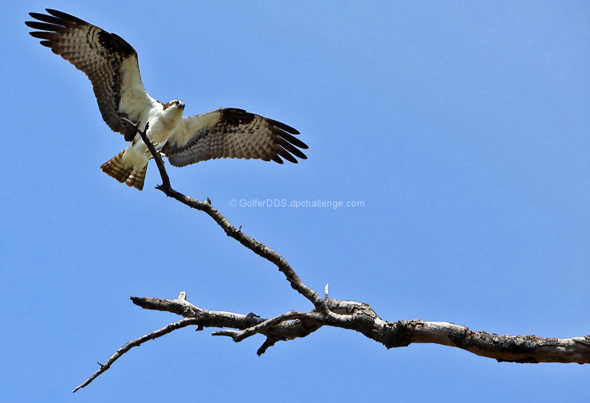 Protecting The Nest