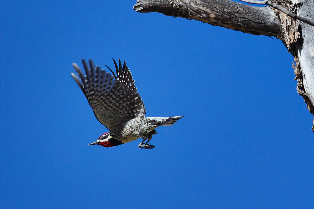 Leap of Faith