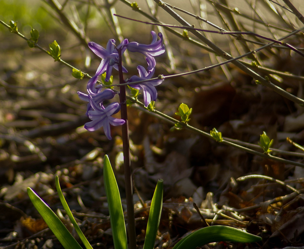 Spring is in the air