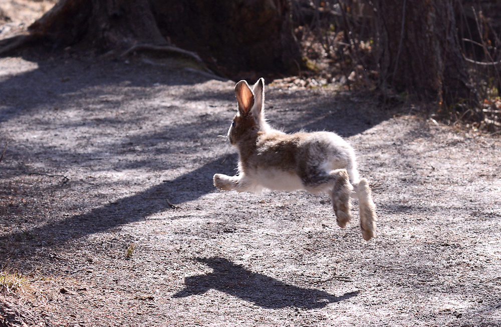 Big Air Hare!