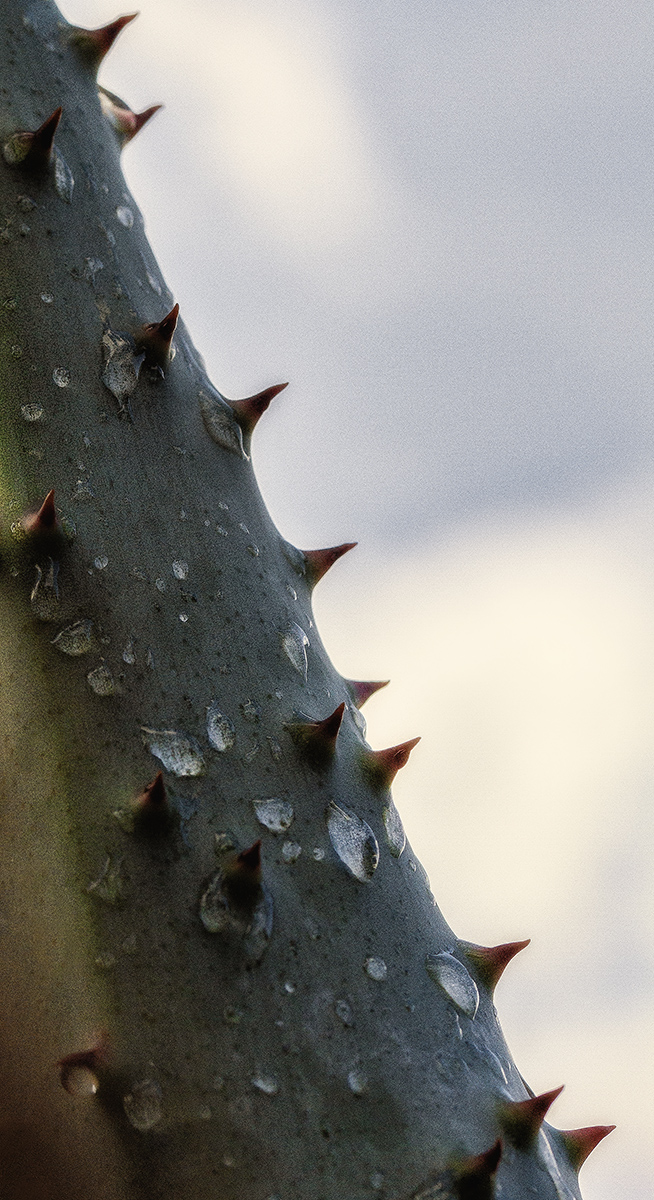 Cacti Rain