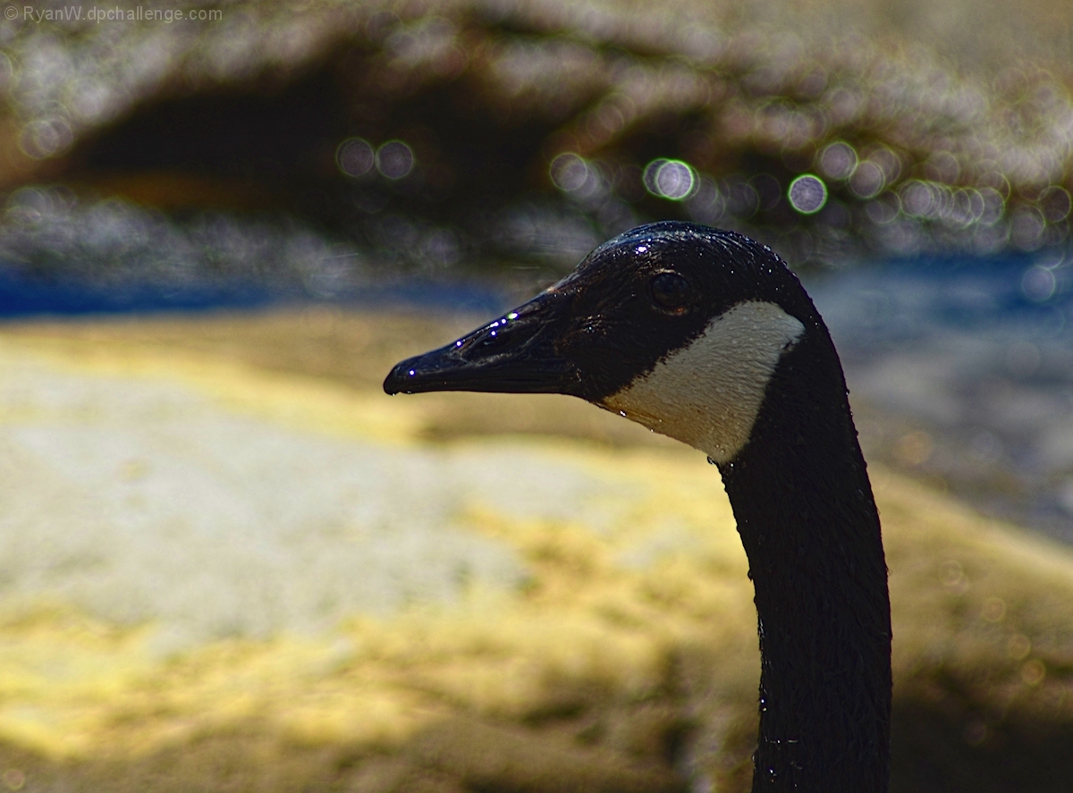 Rainy day Goose