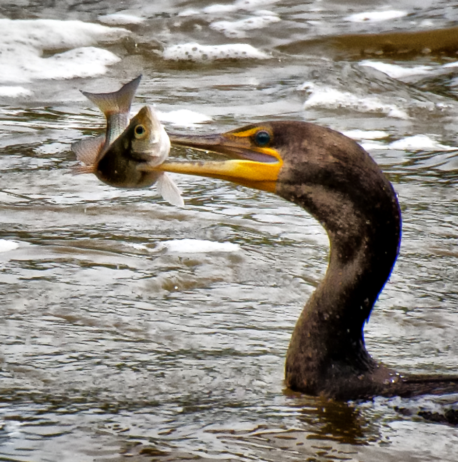 Gotcha!