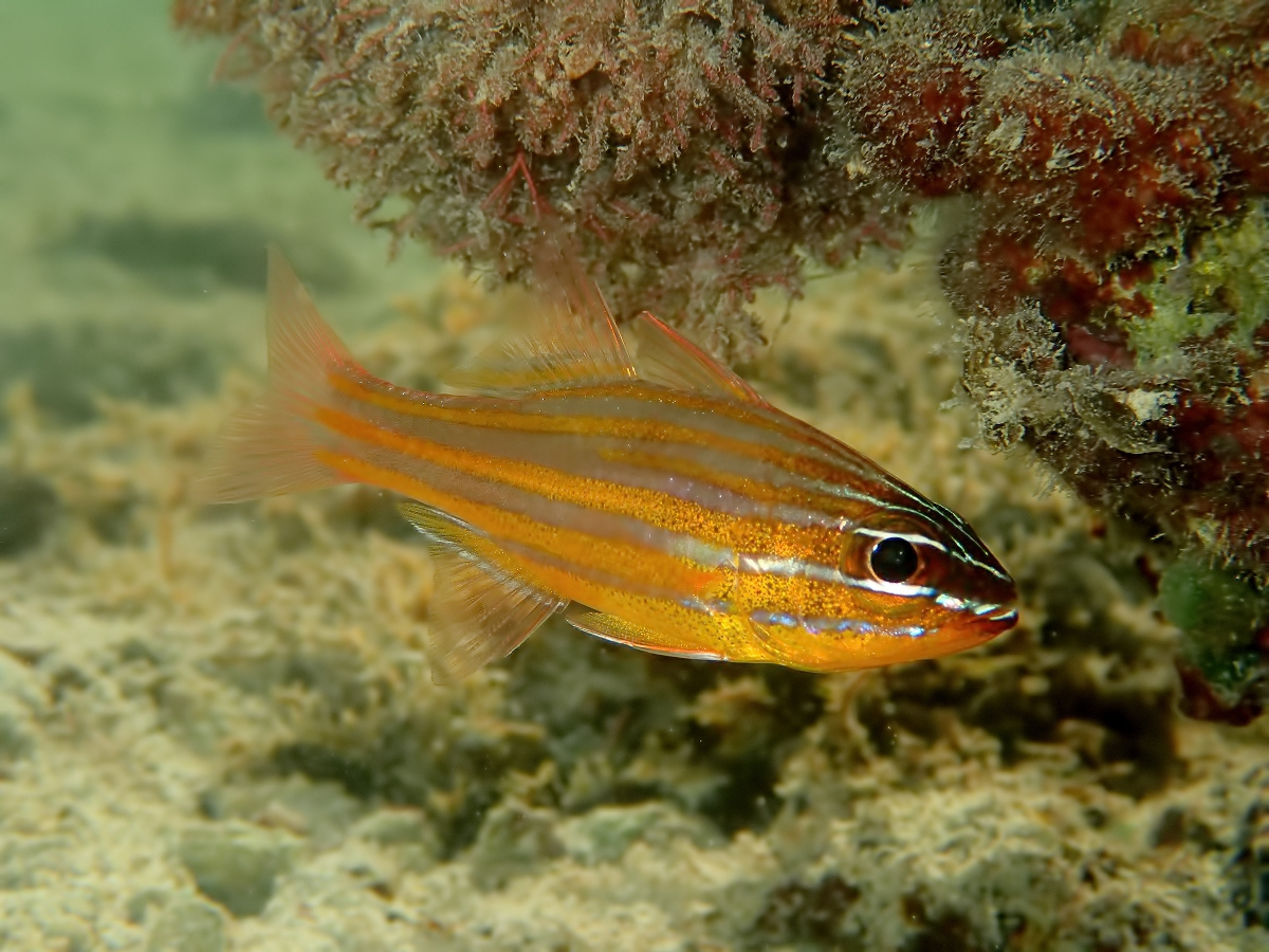 Yellow Striped Cardinal - spotted in a Mauritian tidal pool 