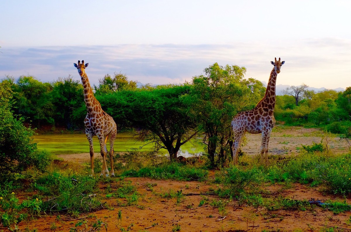 Kruger beauties