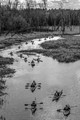 Beavers cause massive traffic jam