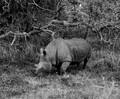 One of the last white rhino in Kruger Park