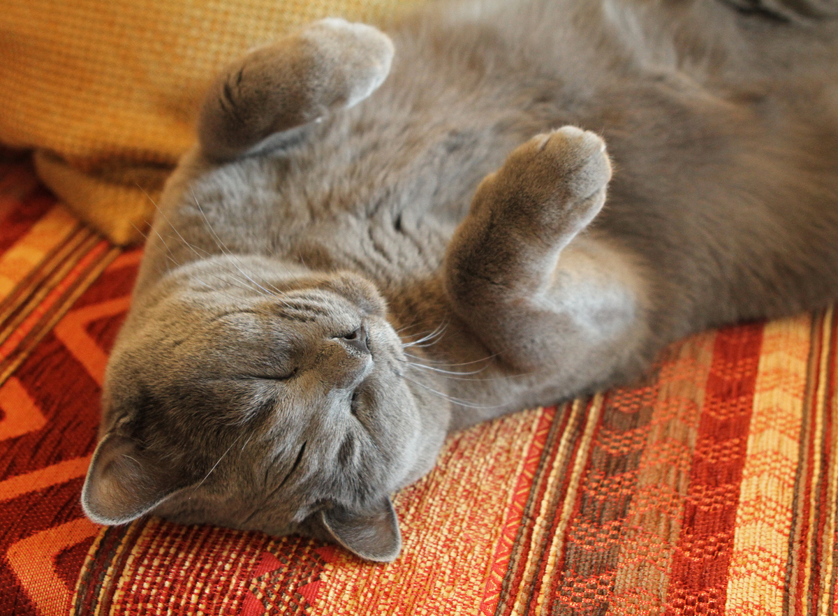 So bored of posing that I've gone to sleep