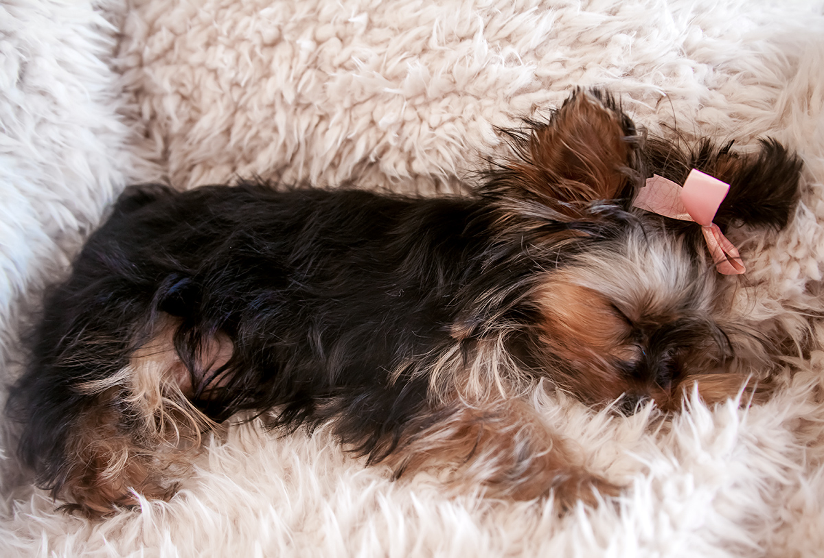 Ruff Day