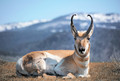 Pronghorn