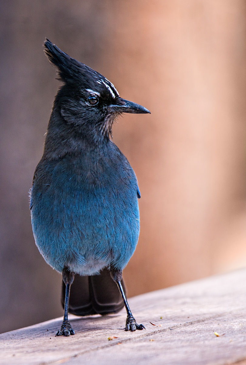 Stellar Jay