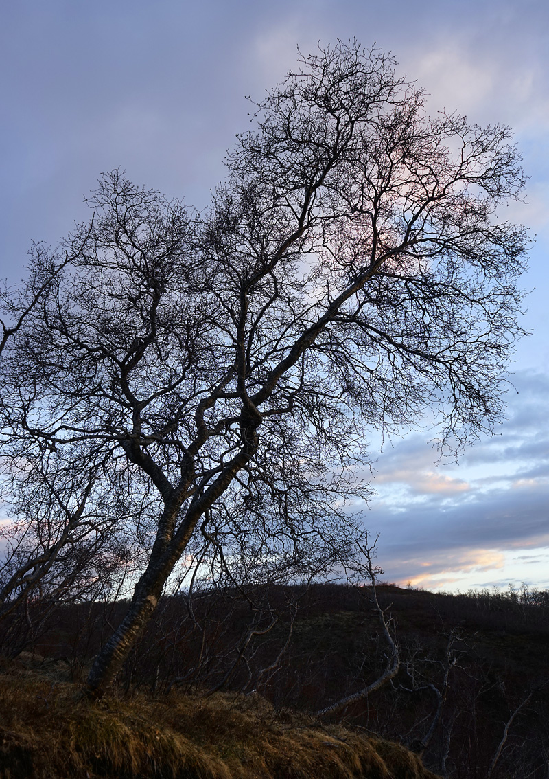 Tree at dusk