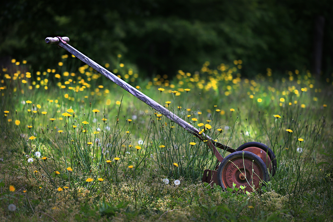 The Push Mower and The Lawn