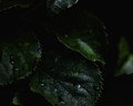 Photosynthesis 