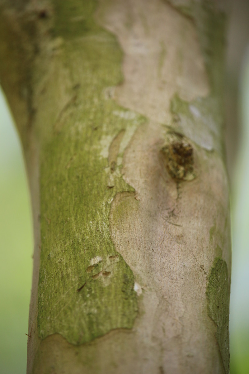 Green Tree Bark..