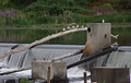 Gulls at the dam