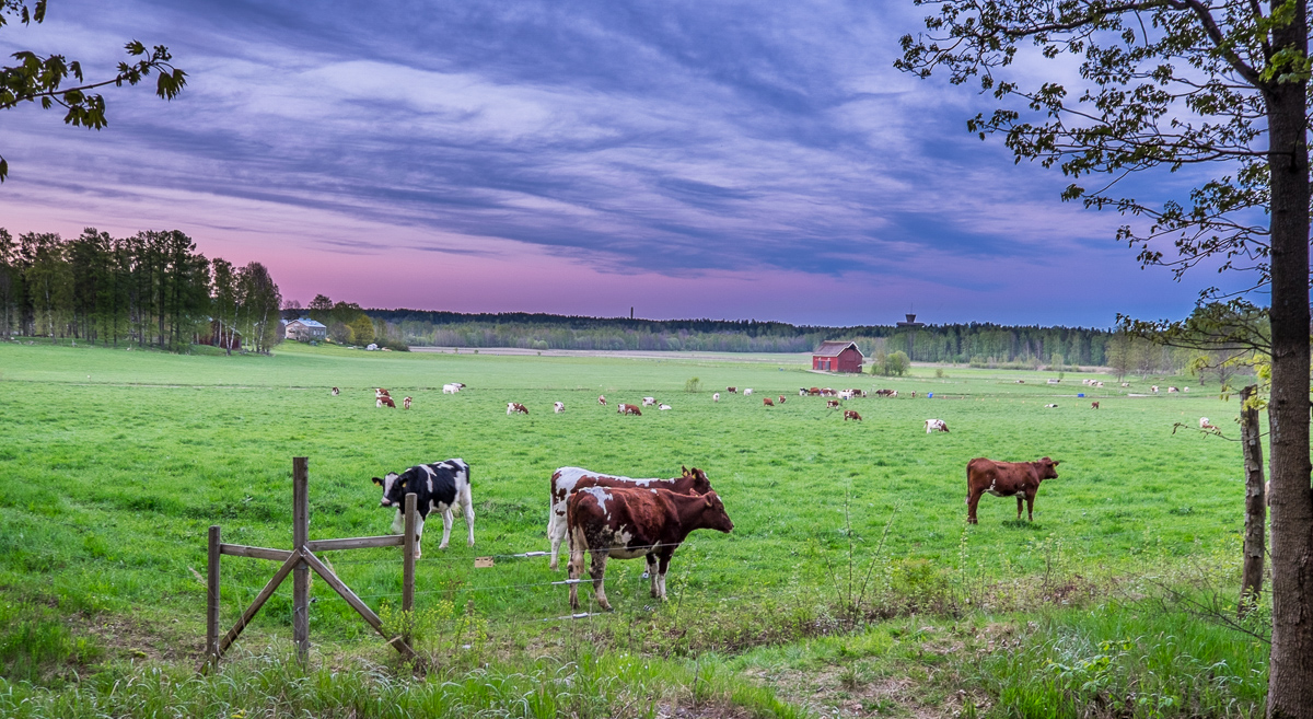 Cow meadow