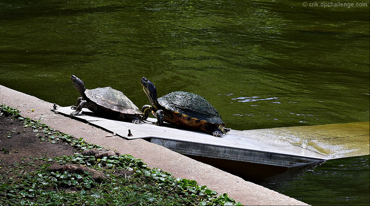 Traffic on Turtle Bridge