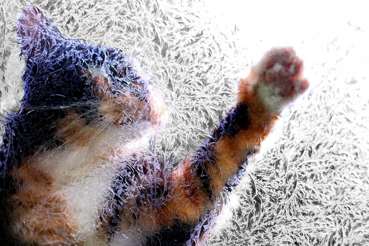 intent cat 