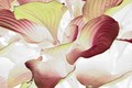Hosta