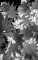 Maple Japanese leaves