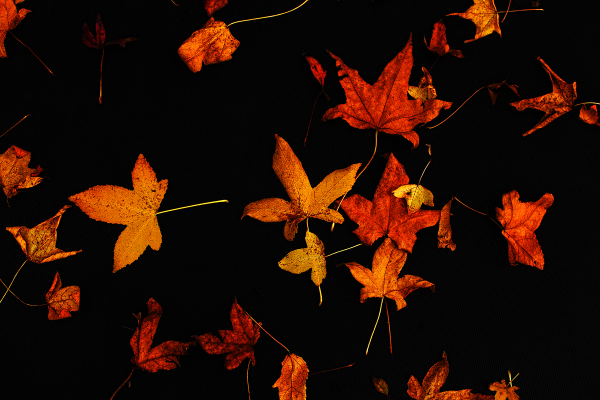 deciduous