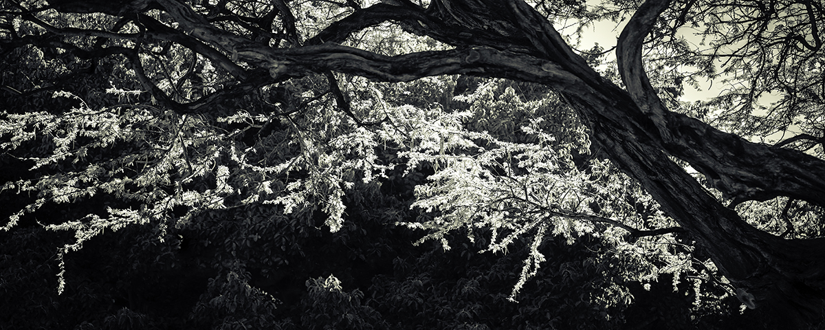 Leaves in the Park