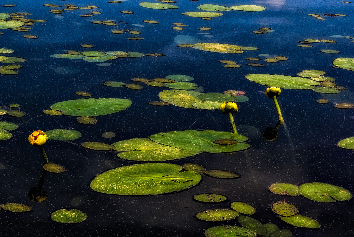 Water Lilies & Pine Pollen, Sheep Pond