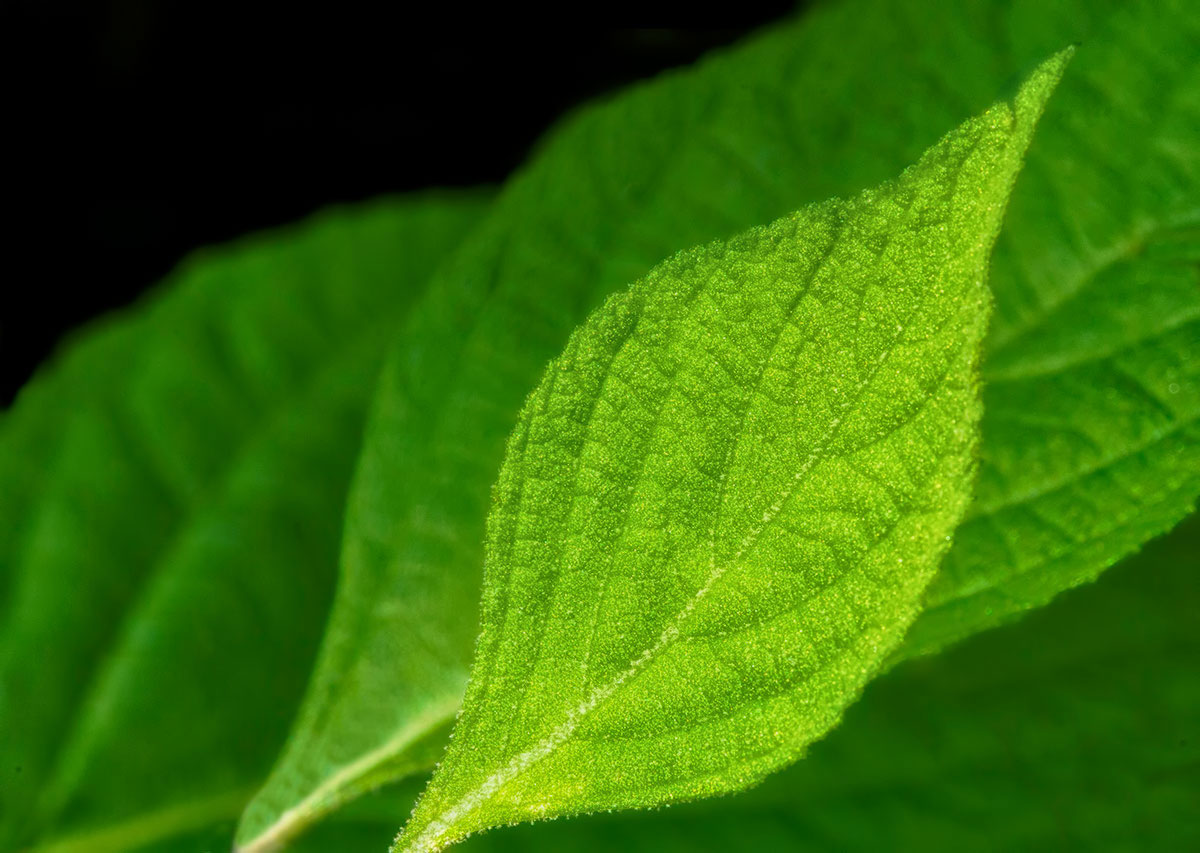 Leaf Trio