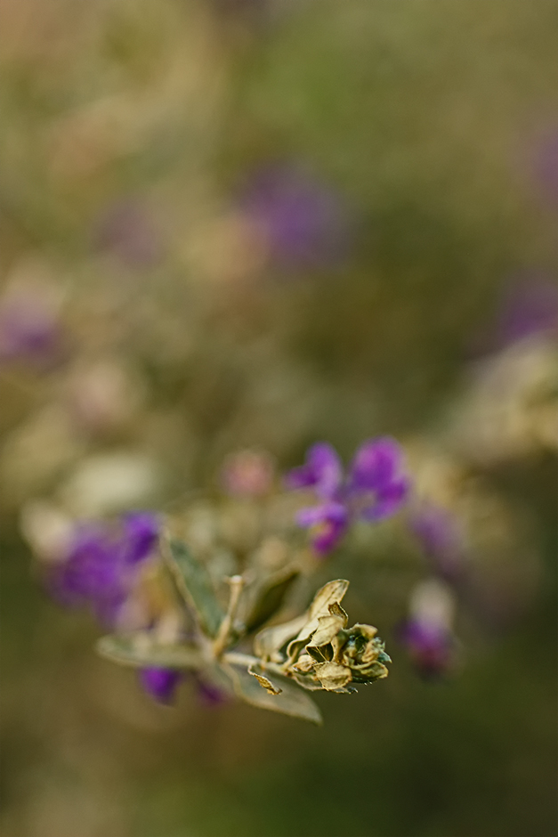 Cuphea hyssopifolia